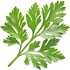 Carrot leaf